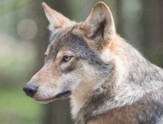 Auffälliger Wolf in den Niederlanden – Experten warnen