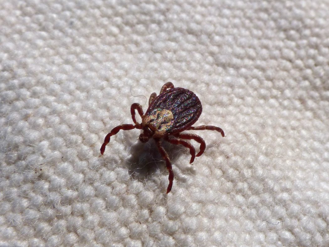 mite-2151688_1920