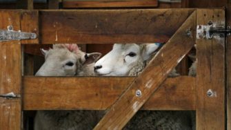 Blauzungenkrankheit breitet sich in ganz Deutschland aus