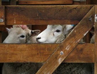 Blauzungenkrankheit breitet sich in ganz Deutschland aus