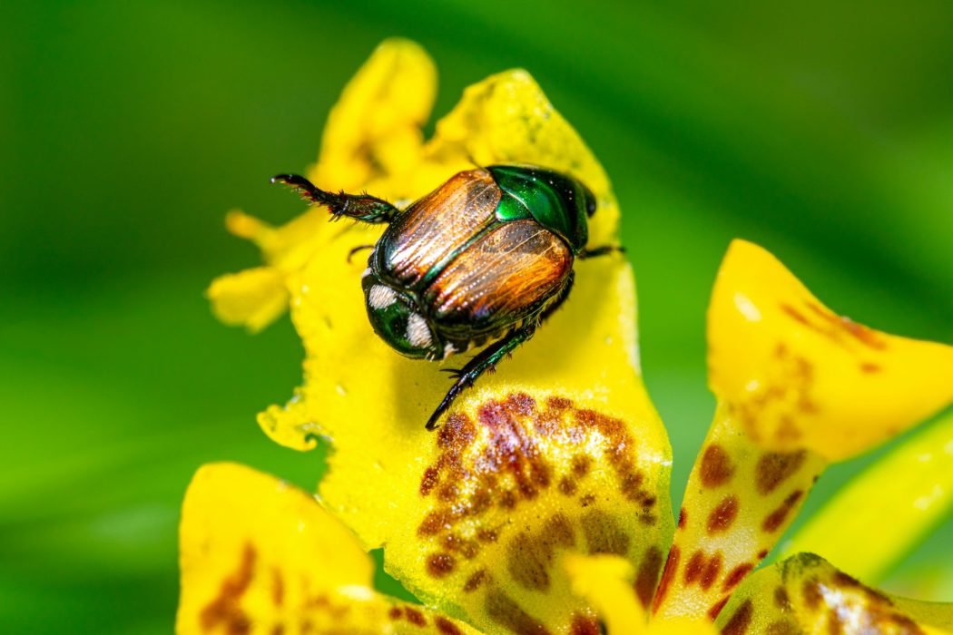 oktavianus-mulyadi-c_Nq0WjQeqQ-unsplash