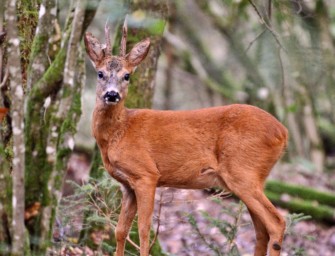Rehbock – das spricht für die Jagd in der Blattzeit