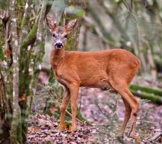 Rehbock – das spricht für die Jagd in der Blattzeit