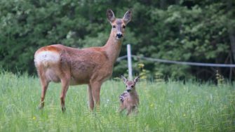 Reh ertrinkt qualvoll in Tümpel – wurde es in den Tod gehetzt?