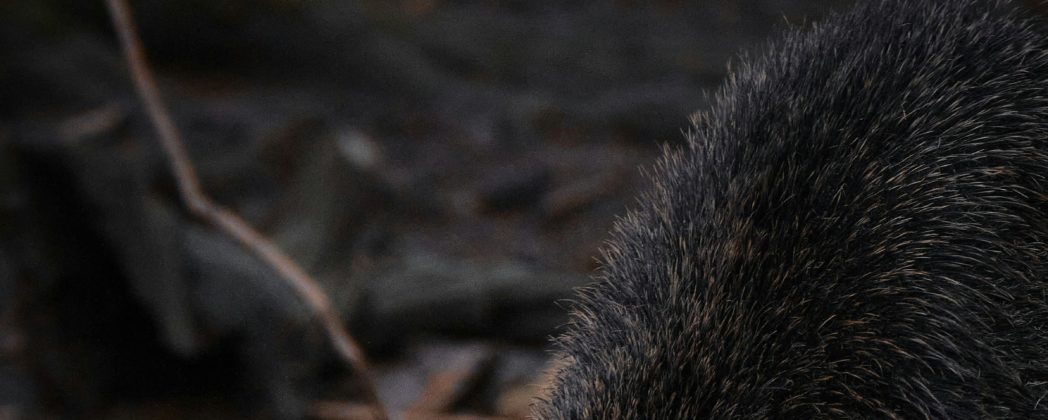 Keiler im Visier: Tipps zur Jagd auf die richtig großen Wildschweine