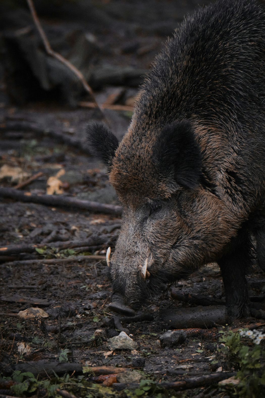 tim-schmidbauer-Jf2NPJxRNFc-unsplash