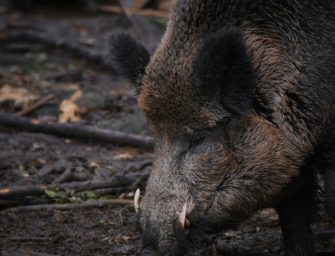 Keiler im Visier: Tipps zur Jagd auf die richtig großen Wildschweine