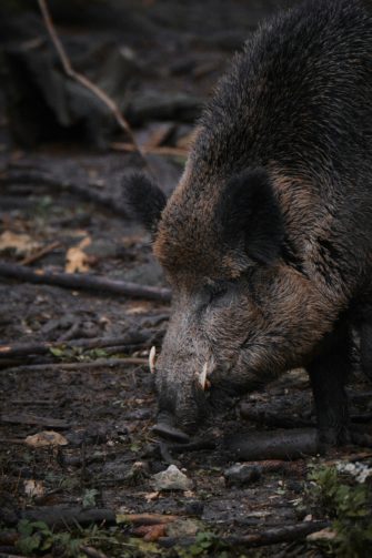 Keiler im Visier: Tipps zur Jagd auf die richtig großen Wildschweine