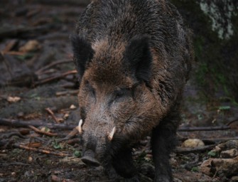 Studie zu Keilerverletzungen gestartet