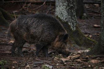 Schwarzwild bejagen – was taugt das Lüneburger Modell?