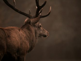 Feisthirschjagd – 10 Tipps für die Jagd vor der Brunft