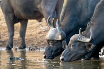 Jagdtrophäen: Importverbote verstoßen gegen Europa-Recht!