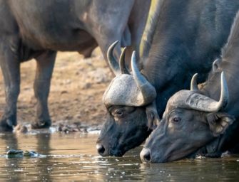 Jagdtrophäen: Importverbote verstoßen gegen Europa-Recht!