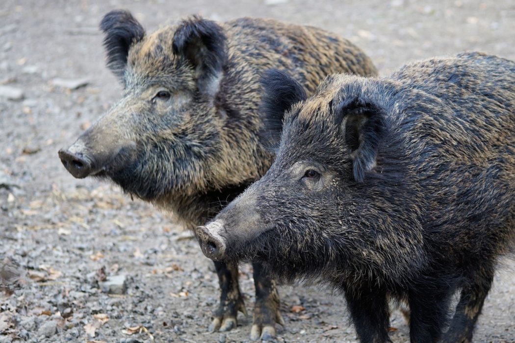 wild-boar-2256296_1920