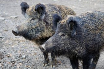 Afrikanische Schweinepest: Abschussprämie für Wildschweine in Sperrzone