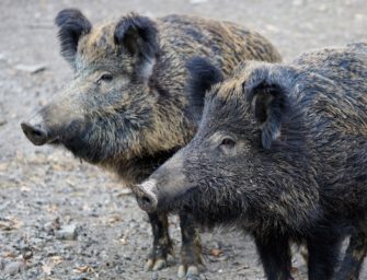 Afrikanische Schweinepest: Abschussprämie für Wildschweine in Sperrzone