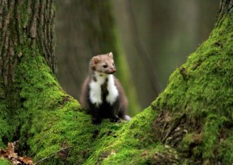 Marder verursacht Stromausfall in Baden-Württemberg