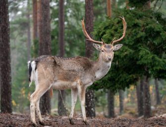 Damwild jagen in der Brunftzeit: die Brunftkuhlen-Begehrlichkeit
