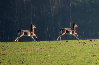 Damwild im Blick: Hege und Bejagung des Damkahlwilds