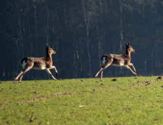Damwild im Blick: Hege und Bejagung des Damkahlwilds