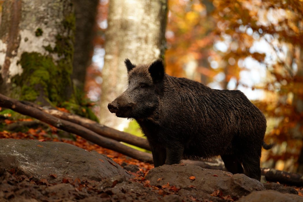 boar-7591202_1920