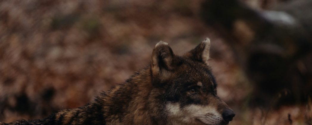 Wie alt werden Wölfe? Informationen zum Raubtier