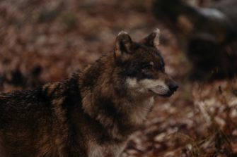 Wolf-Olympiade: Fakten zum Raubtier und seinen Fähigkeiten