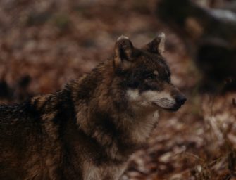 Wolf-Olympiade: Fakten zum Raubtier und seinen Fähigkeiten
