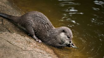 Fischotter-Steckbrief: Was macht den „Wolf der Gewässer“ aus?