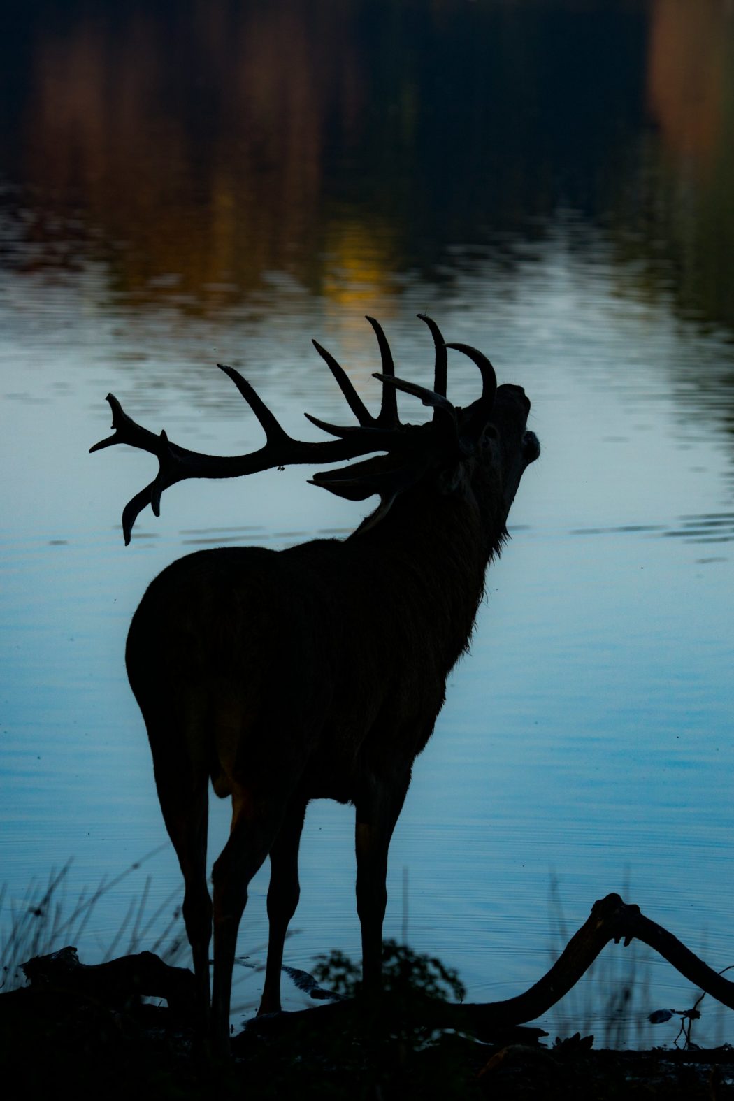 diana-parkhouse-Qf4eZXC3t2Y-unsplash