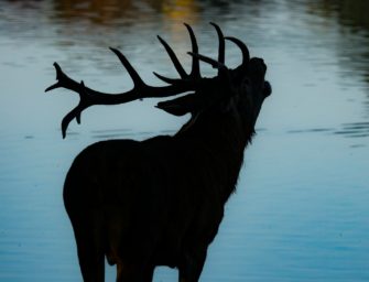 Rotwildbrunft – wo und wie Sie das Naturschauspiel erleben können