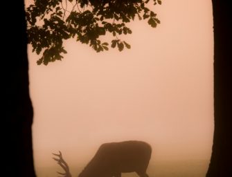 Rotwild in NRW: Inzucht als Folge menschlicher Einflüsse