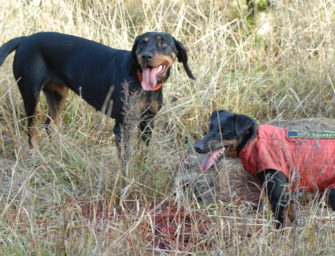 Drückjagd: Gothaer Versicherung für den Schutz von Jagdhunden