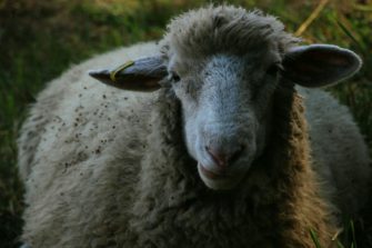 Blauzungenkrankheit: Finanzhilfe für verendete Tiere