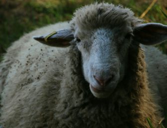 Blauzungenkrankheit: Finanzhilfe für verendete Tiere