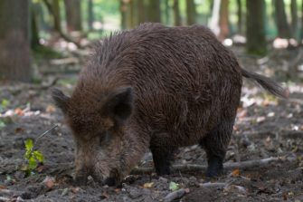 Keiler-Mutanten: die größten Wildschweine der Welt!