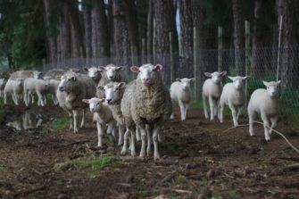 Wölfe vertreiben: Schafe sollen Pheromon-Halsbänder tragen