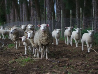 Wölfe vertreiben: Schafe sollen Pheromon-Halsbänder tragen