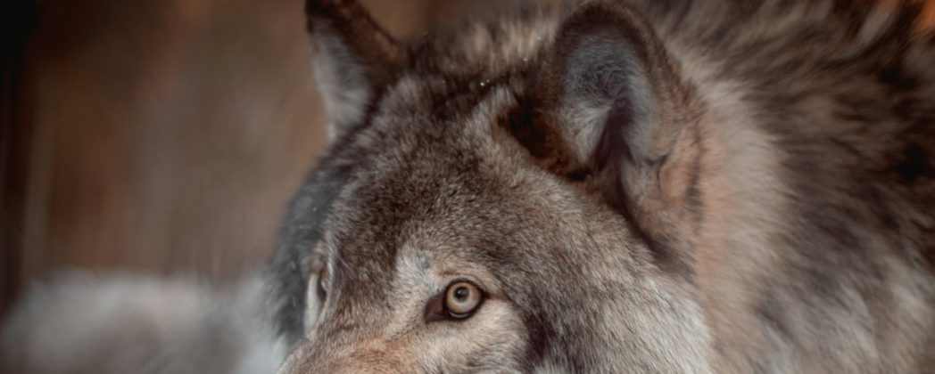 Wolf FAQ: Die 7 spannendsten Fragen und Fakten zum Raubtier