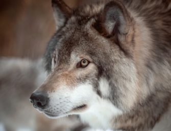 Wölfe im Vergleich – Größer, Schneller, Weiter?