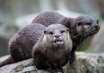 Fischotter in Bayern: Gefahr für Karpfenbestände und Ökosystem