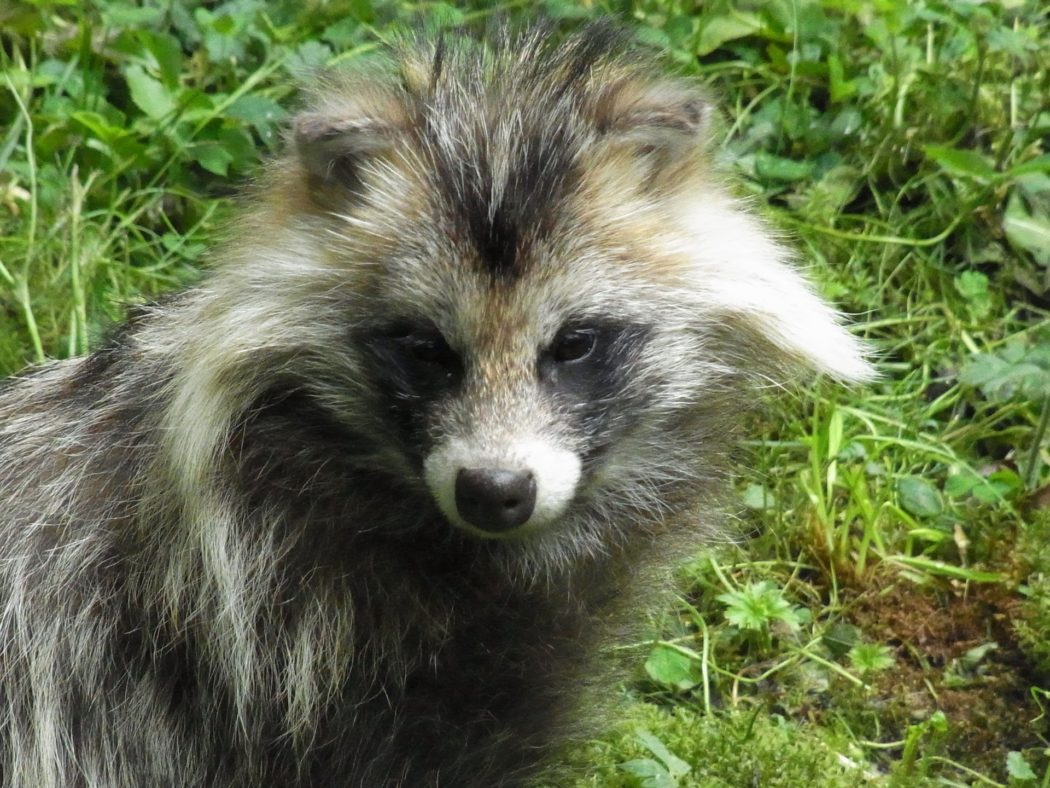 raccoon-dog-54750_1920