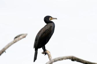 Kormoran in Hessen – Regierung will Jagdrecht anpassen