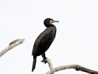 Kormoran in Hessen – Regierung will Jagdrecht anpassen