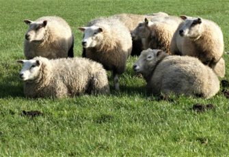 Blauzungenkrankheit: Impfkampagne im Kampf gegen die Seuche
