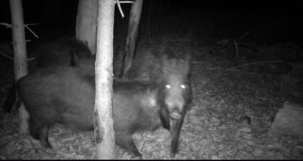 ASP in Hessen: Bestimmungen für die Jagd gelockert
