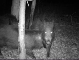 ASP in Hessen: Bestimmungen für die Jagd gelockert