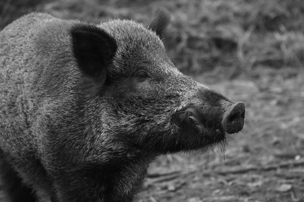 wild-boar-1797731_1920