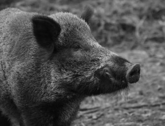 ASP: Bayern bereitet sich auf Ausbreitung der Tierseuche vor
