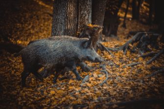 Wildschwein: Jäger erschießt Pferd – warum passiert so etwas?